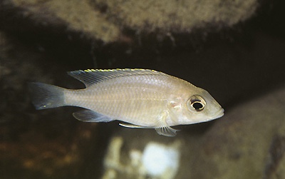 Otopharynx sp. 'golden blueface' Ikombe